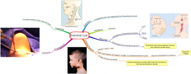 Click image for larger version  Name:	Branchial Cyst.png Views:	50 Size:	589.1 KB ID:	575