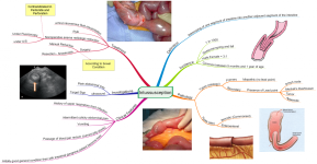 Click image for larger version  Name:	Intussusception.png Views:	101 Size:	771.0 KB ID:	1065