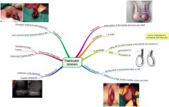Click image for larger version  Name:	Testicular torsion.png Views:	76 Size:	703.3 KB ID:	1067