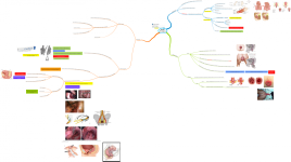 Click image for larger version  Name:	Rectal Prolapse.png Views:	10 Size:	473.9 KB ID:	2978