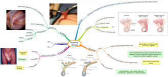 Click image for larger version  Name:	Inguinal hernia.png Views:	35 Size:	630.0 KB ID:	439