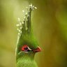yousif